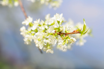 peach blossom flower, prunus persica