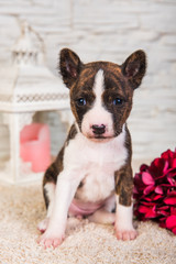 Basenji puppy dog and lantern with a candle