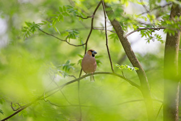 The hawfinch (Coccothraustes coccothraustes) is a passerine bird in the finch family Fringillidae.