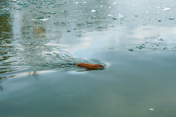 An otter swimming in a winter pond. The animal in the green water. Natural background