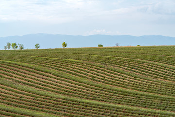 Fototapeta na wymiar France, Alpes de Haute Provence, Plateau de Valensole, Lavender field after harvest
