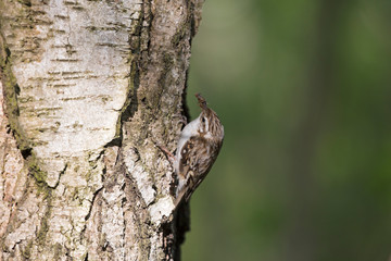 The Eurasian treecreeper or common treecreeper (Certhia familiaris) in the natural environment. Сommon treecreeper (Certhia familiaris) perching on pine trunk with blurred background. 