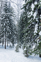 Beautiful winter in pine forest. Winter lanscape.