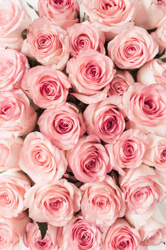 Pink rose flowers pattern background. Top view floral texture.