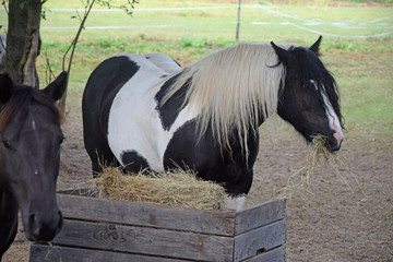 Pferd