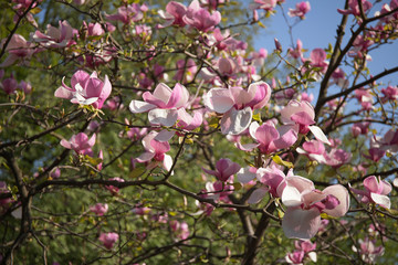 Fototapeta na wymiar Blooming tree in spring with pink flowers