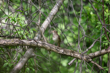 The thrush nightingale (Luscinia luscinia). Common nightingale (Luscinia megarhynchos) sits on a branch and sings.