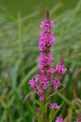 Gewöhnlicher Blutweiderich ,(Lythrum salicaria)
