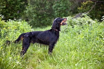 Dog breed  Setter Gordonin standing on emerald green meadow in the forest