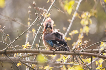 Eurasian jay (Garrulus glandarius) on the branch with green background.Forest bird atypically in the garden in free space.