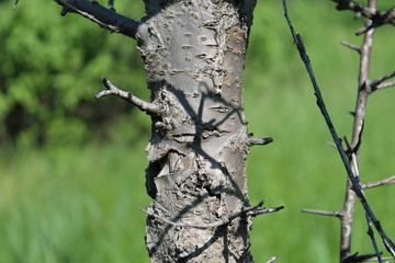 Shadow on a tree trunk