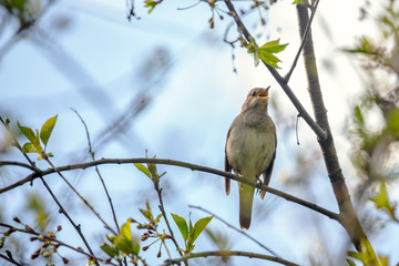 The thrush nightingale (Luscinia luscinia). Common nightingale (Luscinia megarhynchos) sits on a branch and sings.