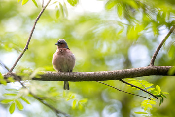 Male Common Chaffinch (Fringilla coelebs) 