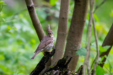 Song Thrush (Turdus philomelos). 