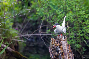 The common tern (Sterna hirundo) is a seabird in the family Laridae.