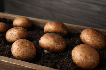 Brown champignons growing on soil in wooden crate. Mushrooms cultivation