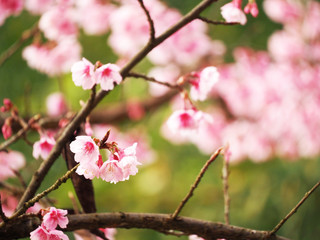 Pink Beautiful flowers background on nature park outdoor