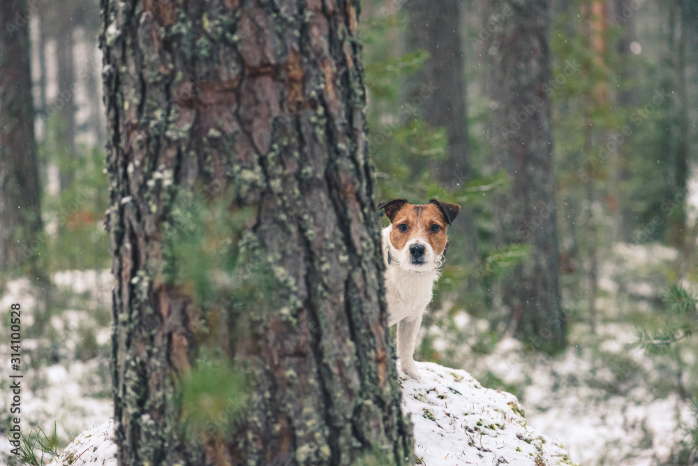 Wall mural Dog walking in wild nature playing hide-and-seek behind tree