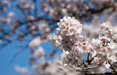 Obraz premium Beautiful of Cherry Blossom or Sakura flower in the nature garden against with blue sky in Spring season