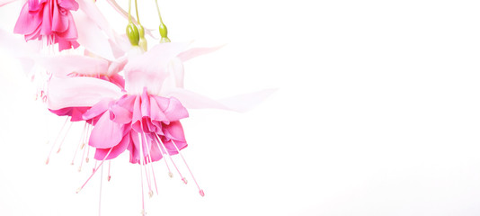 Obraz na płótnie Canvas Romantic banner, delicate white roses flowers close-up. Fragrant crem pink petals