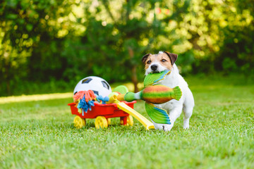 Dog fetches toy duck bird from cart full of pet toys and sport balls © alexei_tm