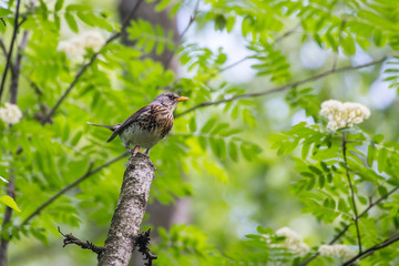 Fieldfare turdus pillaris sits on a branch among spring greens. Cute common thrush bird in wildlife.