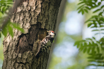 The Lesser Spotted Woodpecker (Dendrocopos minor) is in the wild nature. Lesser Spotted Woodpecker (Dendrocopos minor) near the hollow