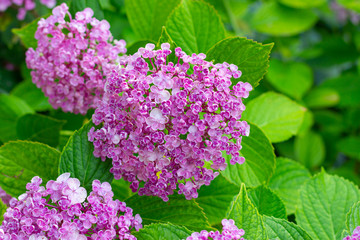 Pink flowers of Hydrangea. Close-up.