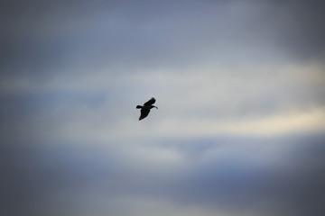 silhouette of bird in flight