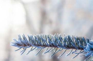 spruce branch in the snow in winter. Background.