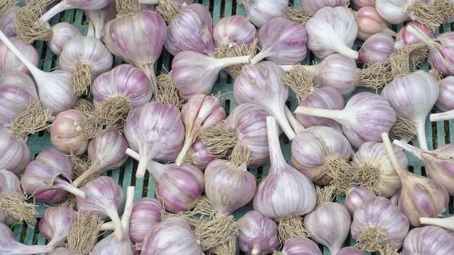 Pile of garlic in plastic crate