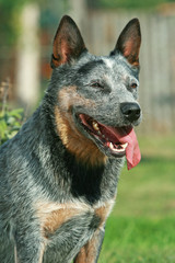 Portrait of nice Australian Cattle Dog