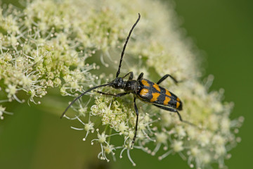 Longhorn beetle - Leptura quadrifasciata, Strangalia quadrifasciata, is a species of beetle in the family Cerambycidae. Four-banded longhorn beetle Leptura quadrifasciata on a white flower.