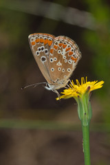 27.09.2019 ES, Kanarische Inseln, La Palma Aricia agestis cramera Aricia agestis cramera (ESCHSCHOLTZ, 1821)