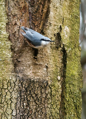 Eurasian Nuthatch