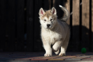 Alaskan Malamute puppy plays in the yard