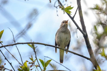 The thrush nightingale (Luscinia luscinia). Common nightingale (Luscinia megarhynchos) sits on a branch and sings.