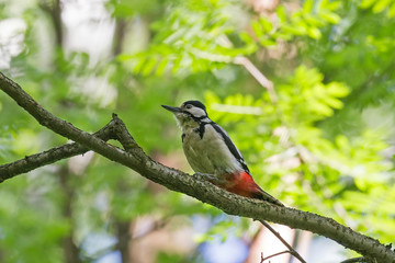 Female Great spotted woodpecker (Dendrocopos major) on tree in natural environment