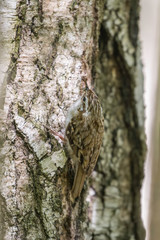 The Eurasian treecreeper or common treecreeper (Certhia familiaris) in the natural environment. Сommon treecreeper (Certhia familiaris) perching on pine trunk with blurred background. 
