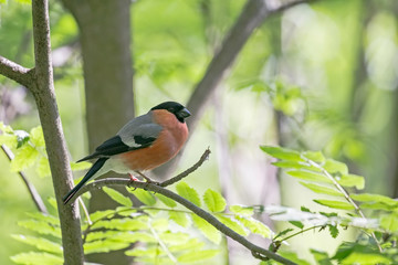 The Eurasian bullfinch, common bullfinch or bullfinch (Pyrrhula pyrrhula) is a small passerine bird in the finch family, Fringillidae. 