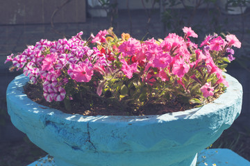 street flowers in the blue flowerpot