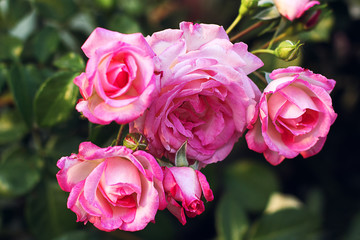 garden with fresh pink roses