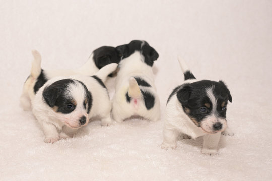 Pups 3,5 weeks old. Group of purebred very small Jack Russell Terrier baby dogs