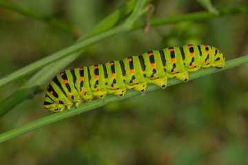 16.08.2019 DE, NRW, Köln-Chorweiler Schwalbenschwanz, Raupe Papilio machaon LINNAEUS, 1758