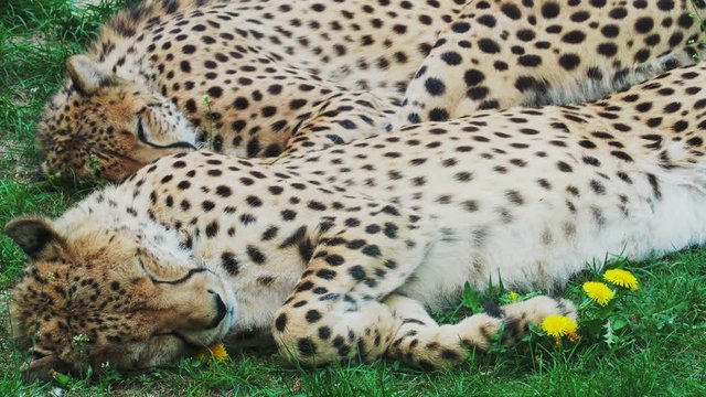 Two Cheetah Cats sleeping in the grass, Acinonyx Jubatus.
