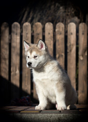 Alaskan Malamute puppy plays in the yard
