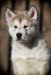 Obraz premium Alaskan Malamute puppy plays in the yard