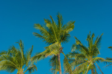 Fototapeta na wymiar Coconut palm trees in Boracay
