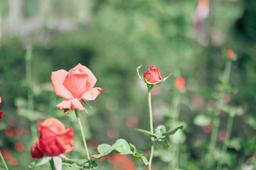 Beautiful red roses flower in the garden