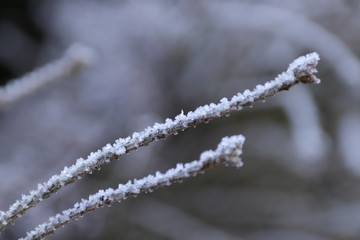 frostiger Ast